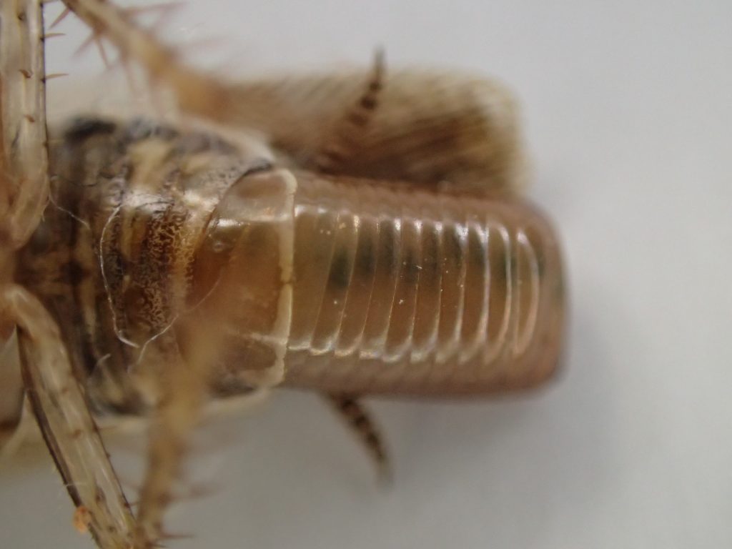 衛生害虫チャバネゴキブリのメスが卵を抱えたままの死骸