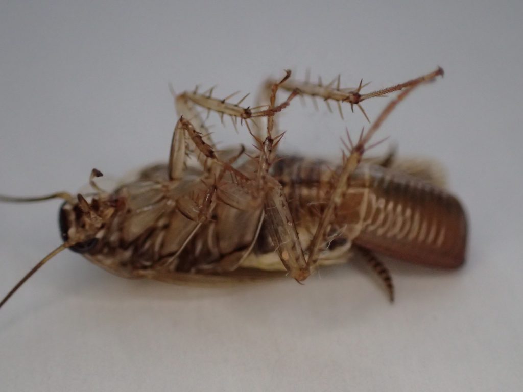 卵（卵鞘らんしょう）を腹に抱えたまま死んだチャバネゴキブリ