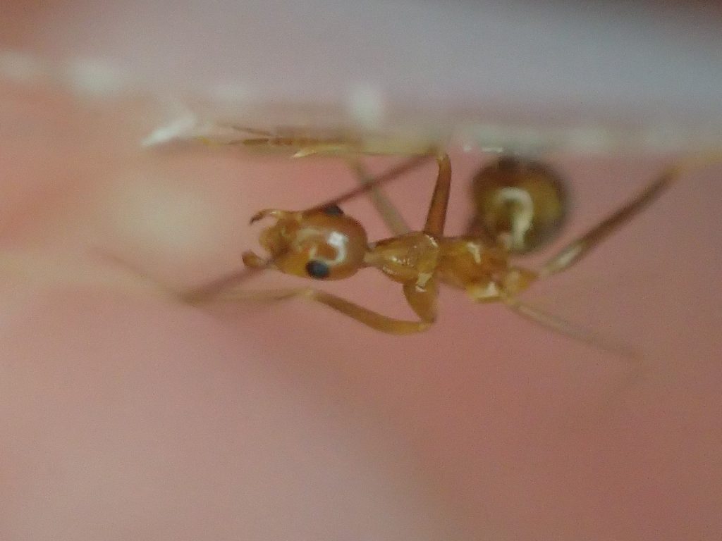 セロハンテープで赤い蟻（アリ）を捉えた瞬間の写真
