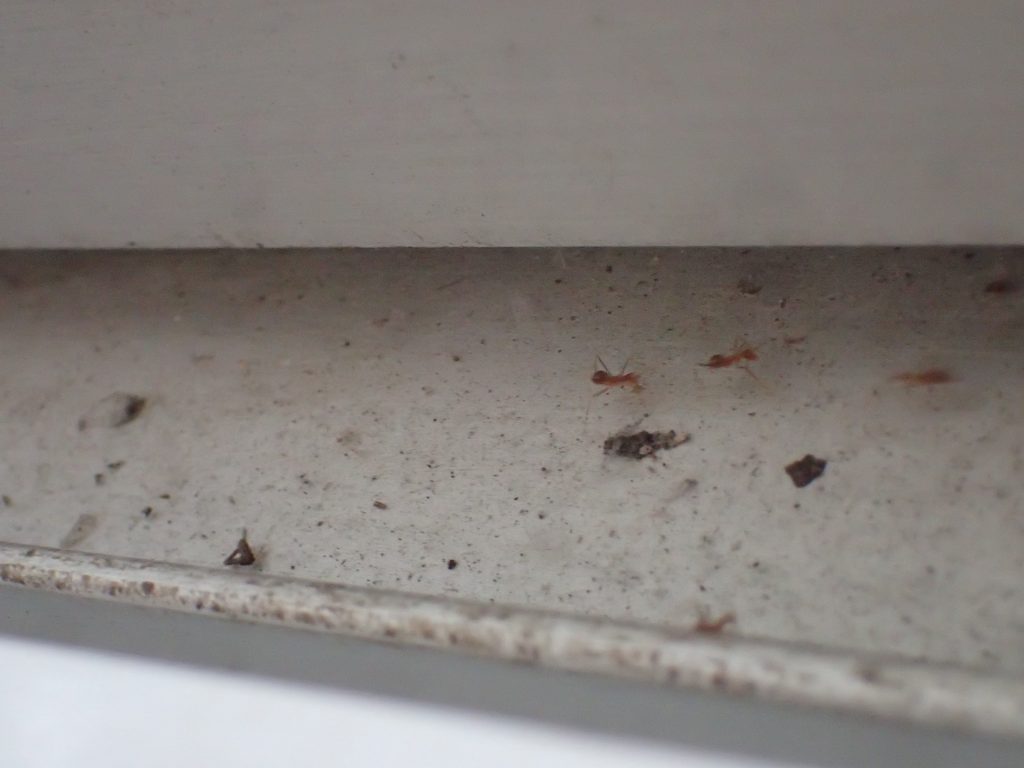 窓の隙間から家の中に侵入する赤い蟻の行列