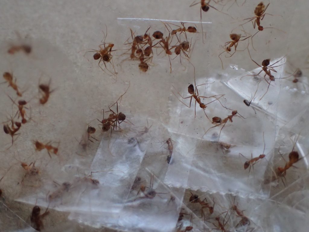 セロハンテープで害虫の蟻アシナガキアリを駆除した写真