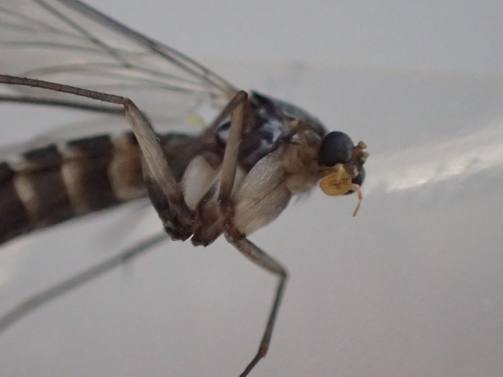 非常に頭部が小さく、胸部の脚が太いのが特徴の昆虫