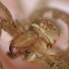 ゴキブリが恐れる最強の天敵アシダカグモ（蜘蛛）の脱皮は牙も目（レンズ）も体毛も全てを脱ぎ捨てる！