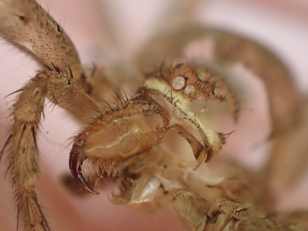 ゴキブリを食べる益虫の蜘蛛“アシダカグモ”が脱皮した殻