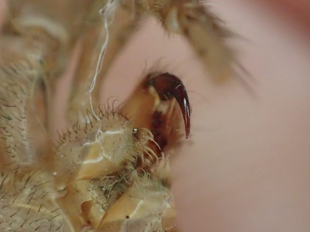 ゴキブリを食べる益虫の蜘蛛“アシダカグモ”が脱皮した殻