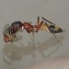 アリグモはアリを食べる？糸を吐く？赤い蟻アシナガキアリとどうやって餌を捕らえる？を調べた画像と動画
