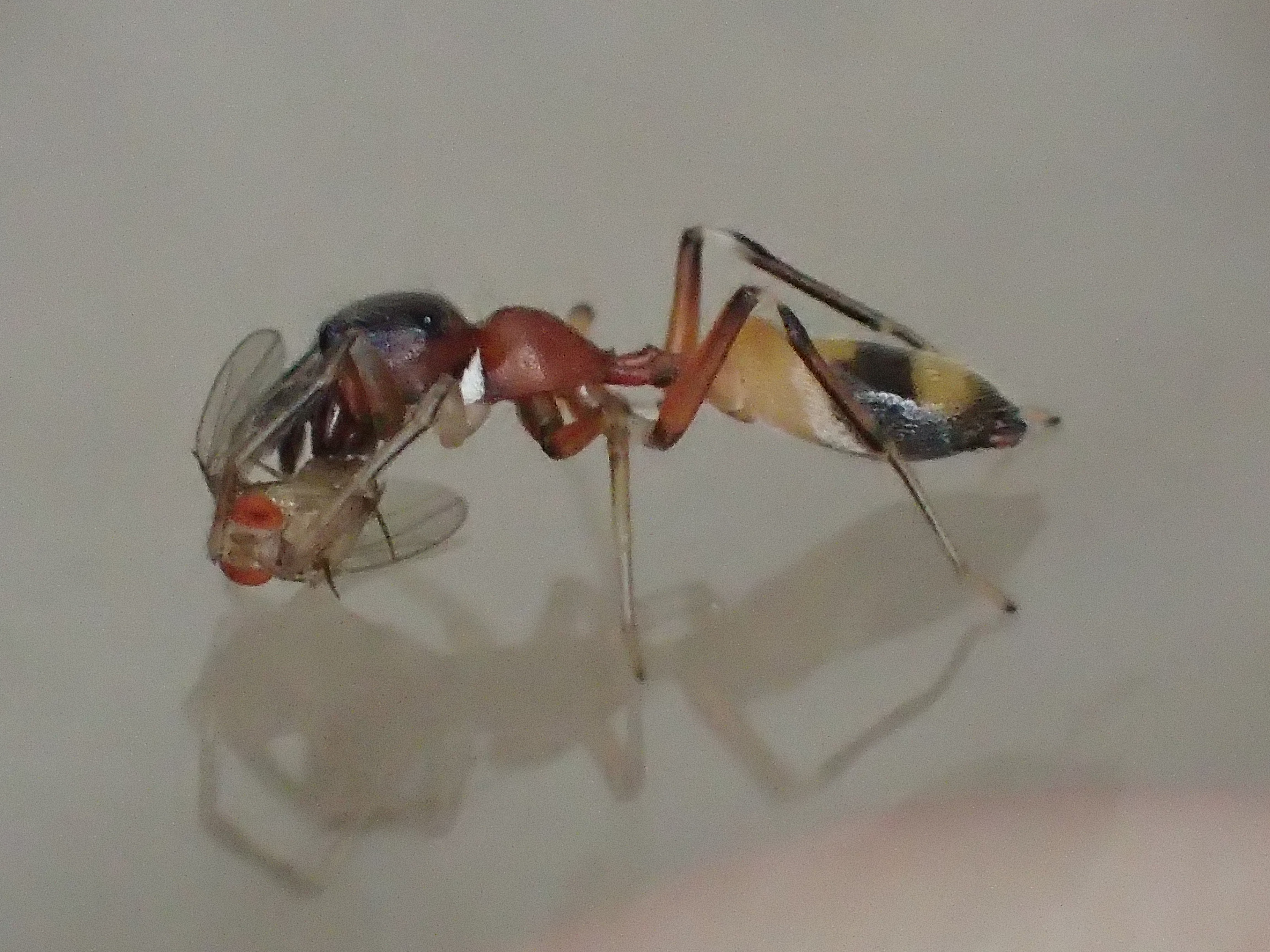 アリグモはアリを食べる 糸を吐く 赤い蟻アシナガキアリとどうやって餌を捕らえる を調べた画像と動画
