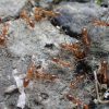 赤い蟻（アシナガキアリ）が氷に群がる不思議な行動を発見！群がる目的は水分か冷たさか謎は深まるばかり。