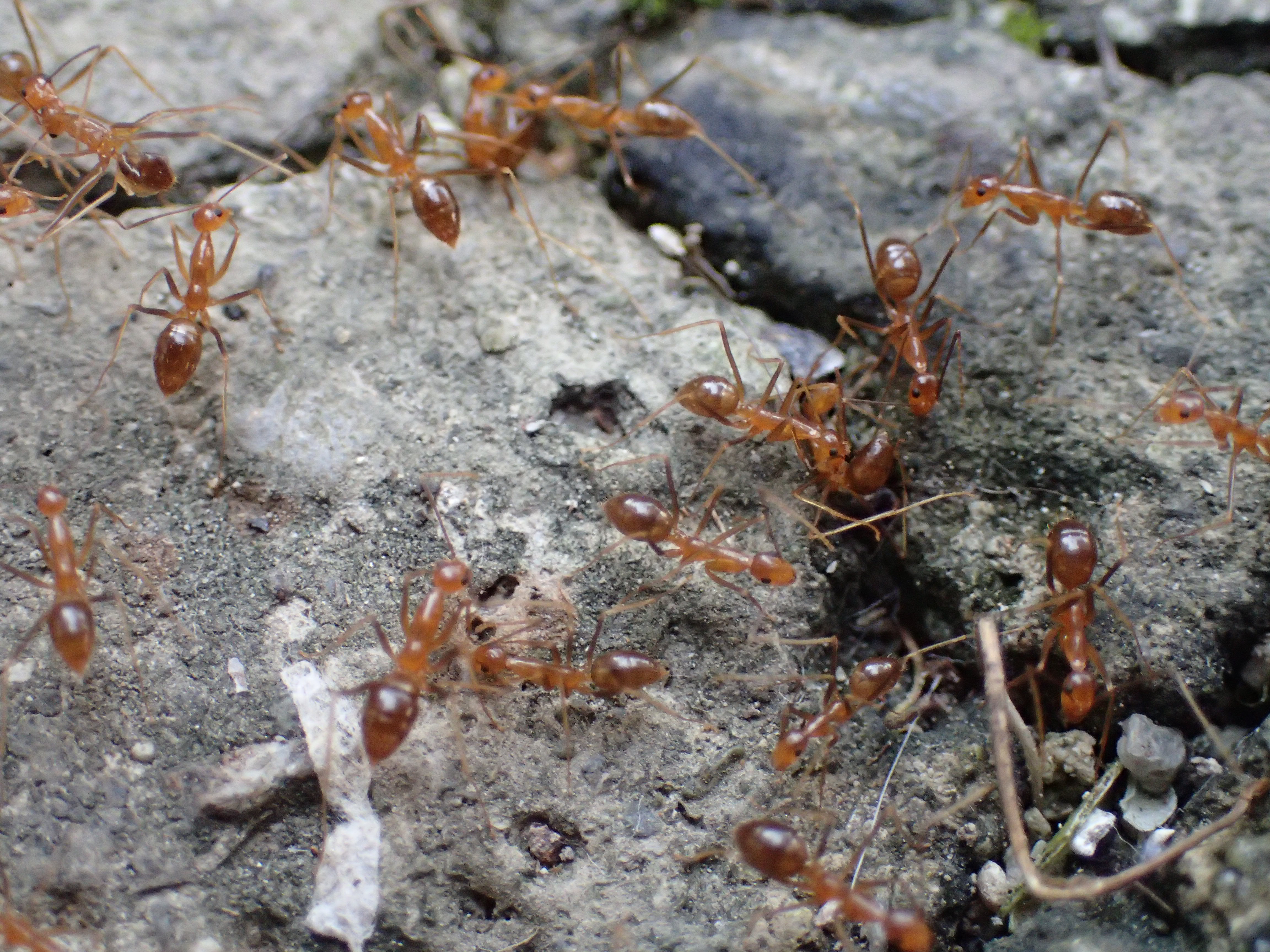 赤い蟻 アシナガキアリ が氷に群がる不思議な行動を発見 群がる目的は水分か冷たさか謎は深まるばかり