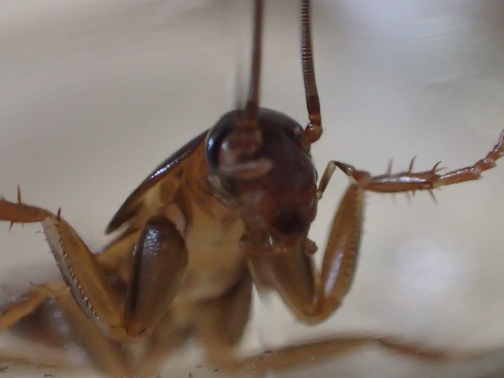 ゴキブリの頭部に超ズームで近付いた顔面の写真