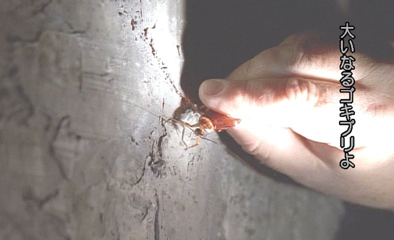 人間の手に捕らえられた害虫ワモンゴキブリが懐中電灯で照らされている