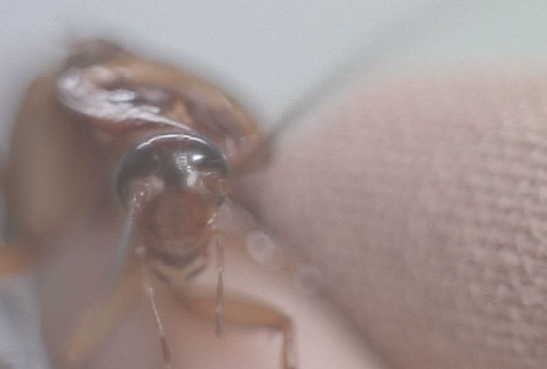 長い触覚をクネクネを動かすワモンゴキブリ