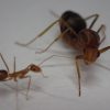 赤い蟻が群がる中に一際大きな個体”女王アリ”を発見！家屋内に侵入する厄介な害虫アシナガキアリの親玉を捕獲！