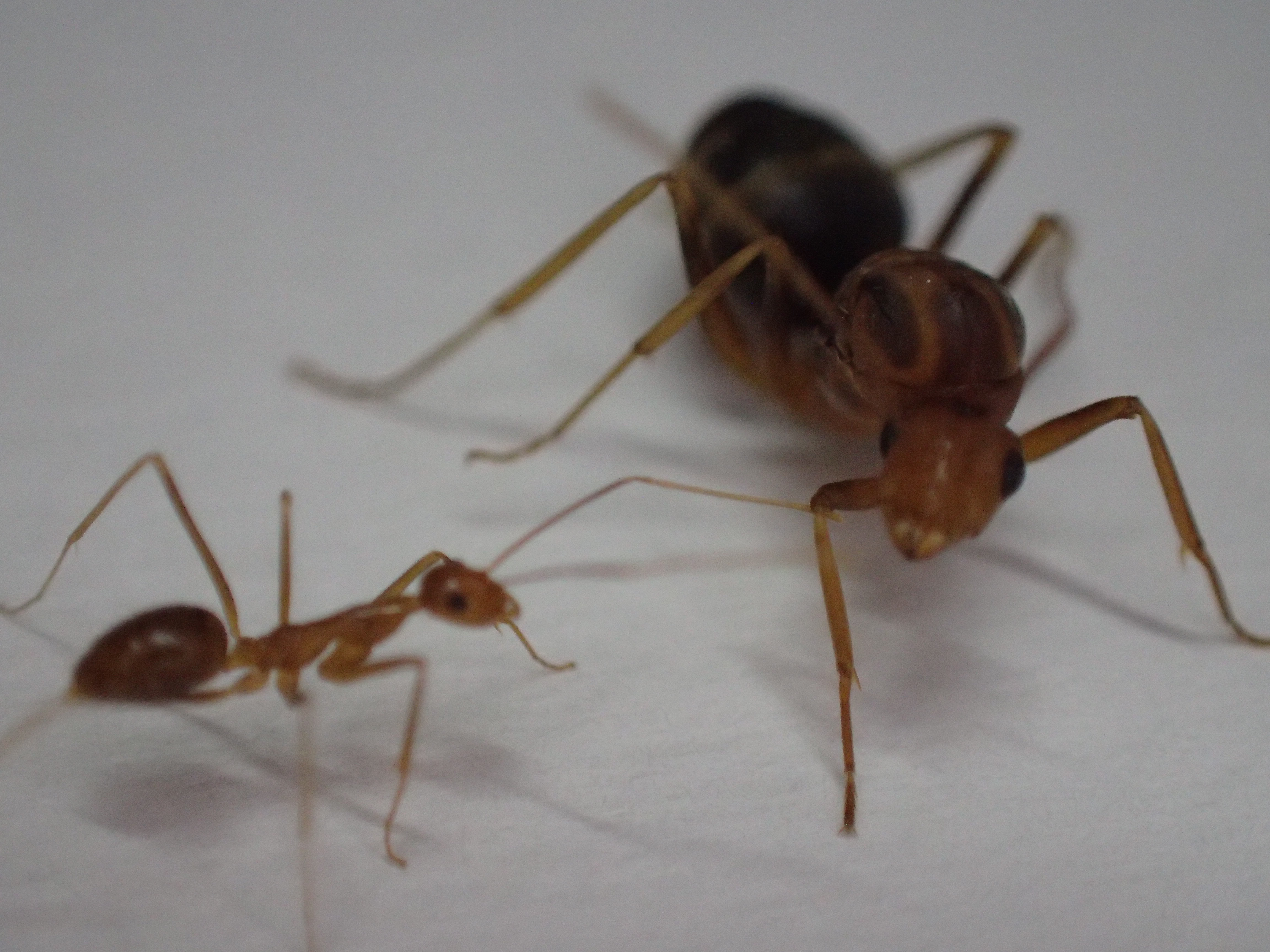 赤い蟻が群がる中に一際大きな個体 女王アリ を発見 家屋内に侵入する厄介な害虫アシナガキアリの親玉を捕獲