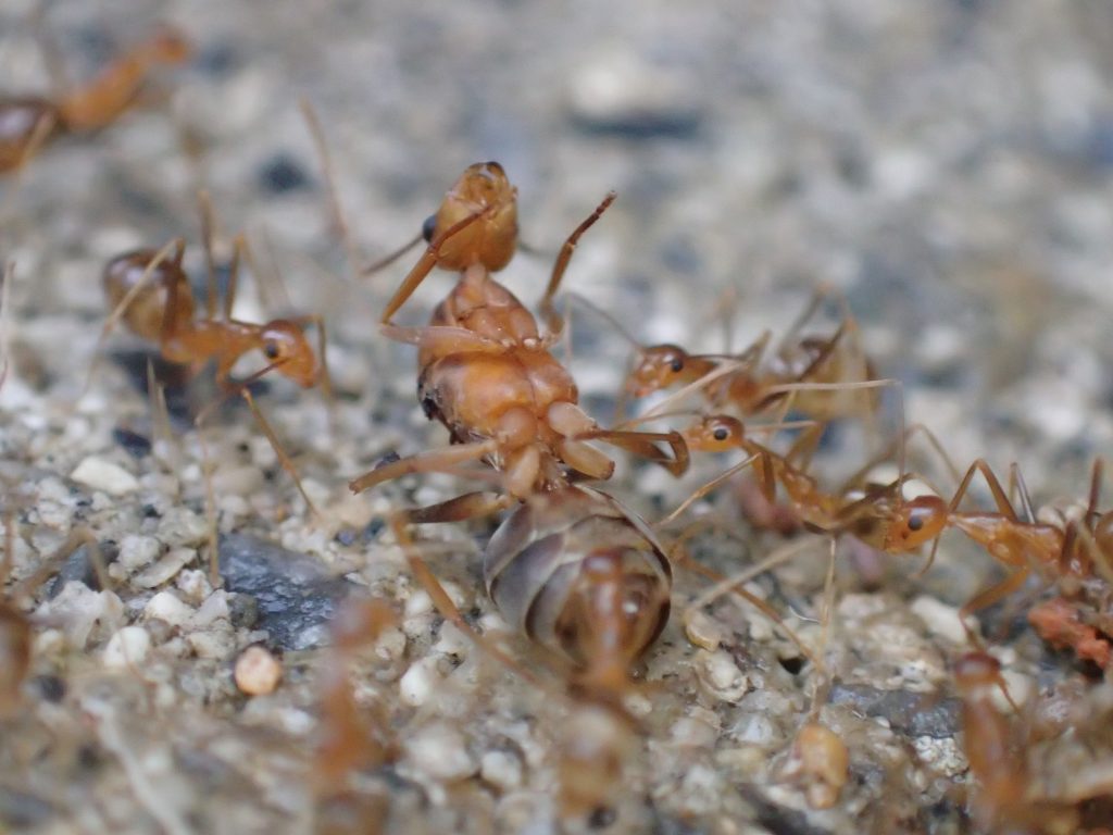 大群で女王蟻を運ぶアシナガキアリの兵隊アリ