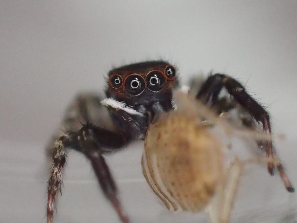 益虫の蜘蛛”アダンソンハエトリ”が幼齢ゴキブリを捕まえた瞬間