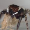 【可愛い蜘蛛】ハエトリグモ「アダンソンハエトリ」は同サイズ程度なら害虫ゴキブリの赤ちゃんを捕食する！