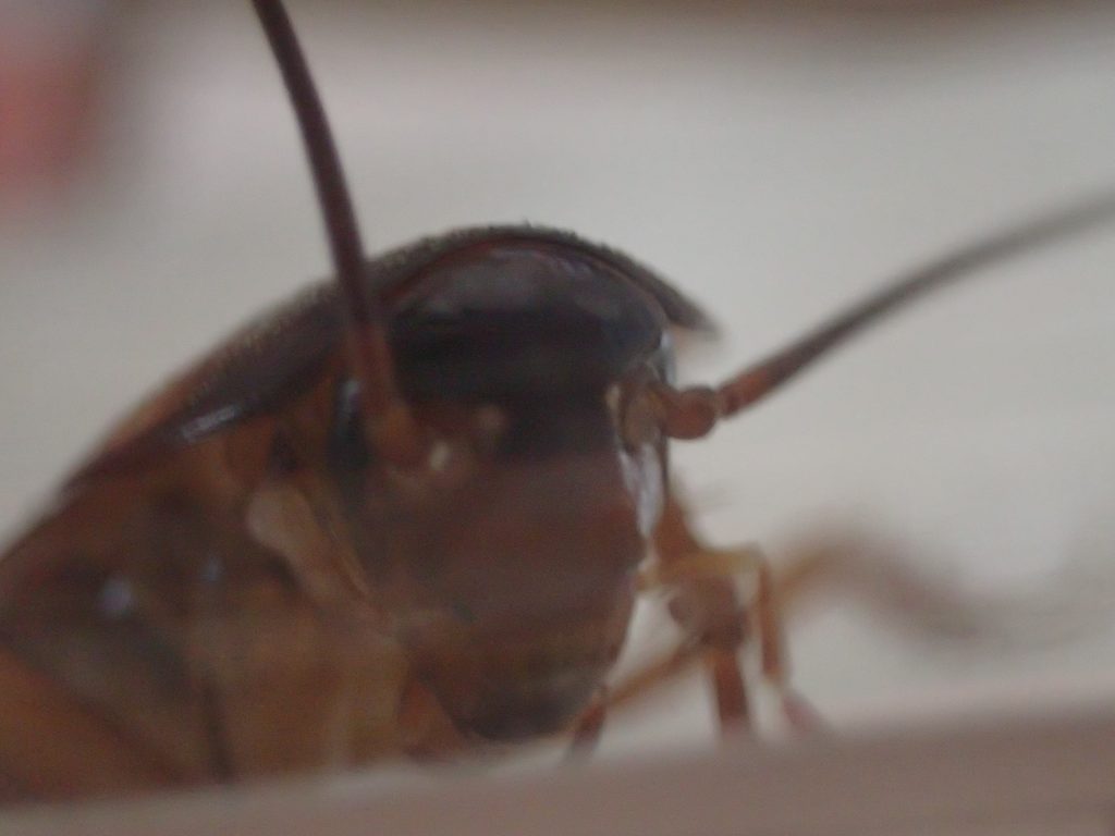 害虫ワモンゴキブリの頭部・顔面を接写した画像