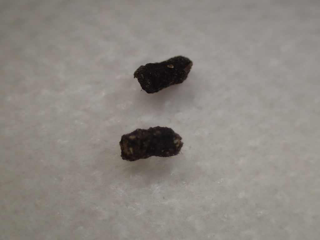 害虫ワモンゴキブリが排泄した糞（ウンチ）の写真・画像