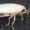 白いゴキブリは幸運を運ぶ幻の生き物！？目撃するとラッキーが訪れる脱皮間もない雪のような害虫が教えてくれた虫の知らせに驚愕した事実！