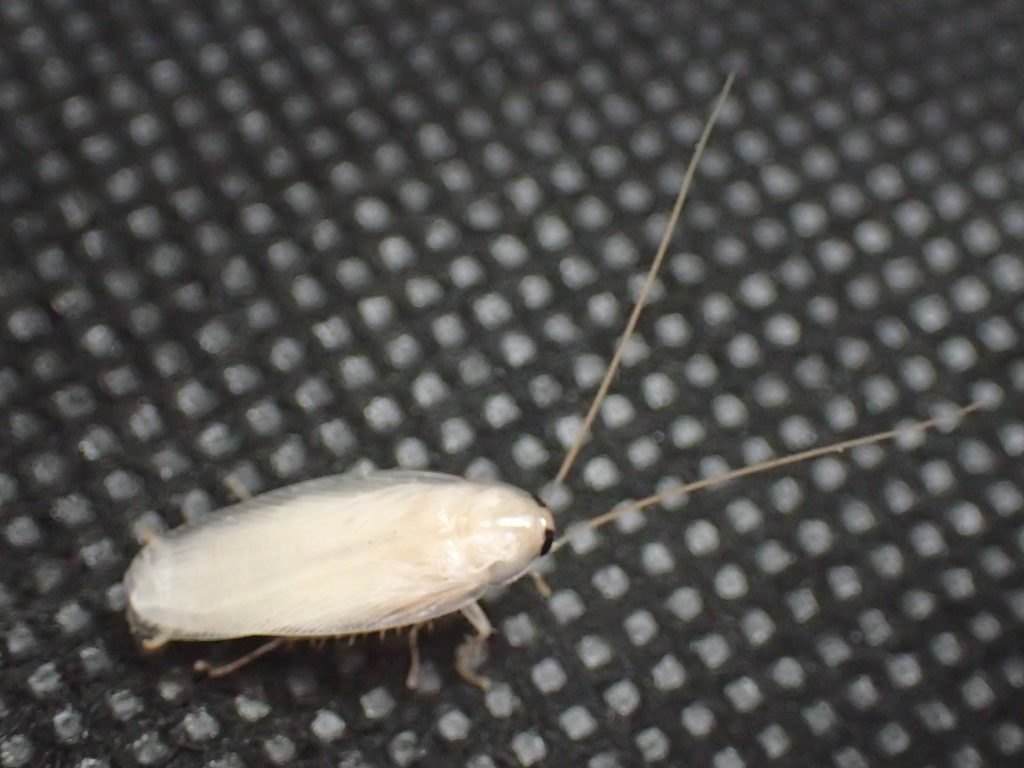 脱皮直後の白いチャバネゴキブリを撮影した写真・画像