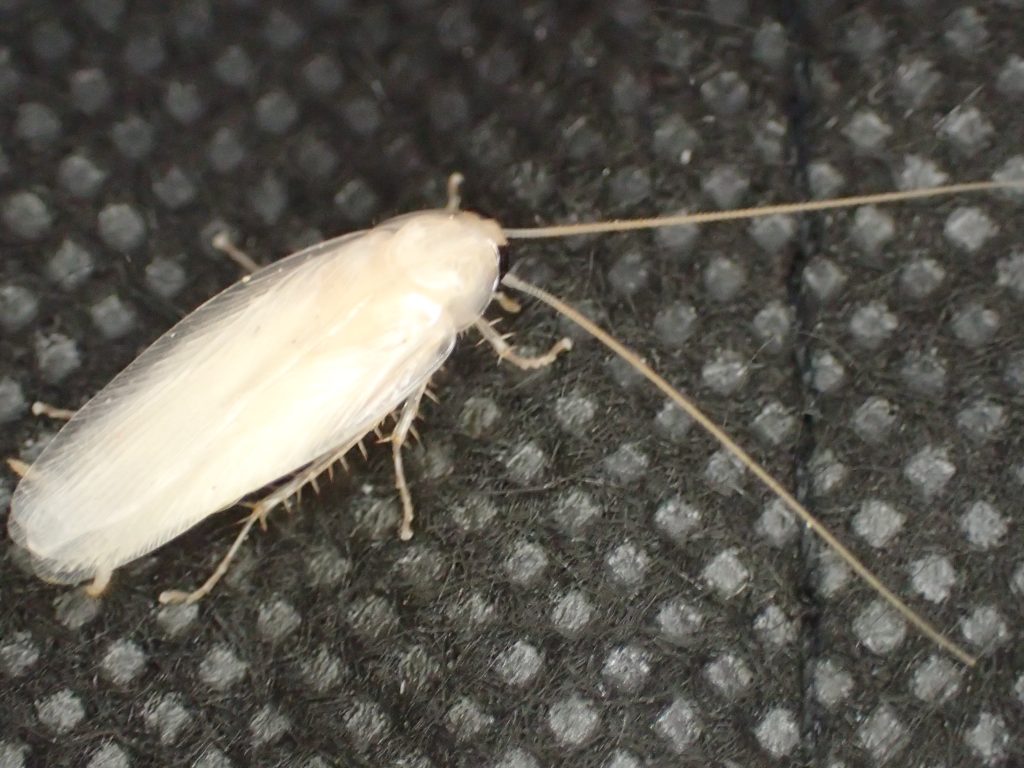 脱皮直後の白いチャバネゴキブリを撮影した写真・画像
