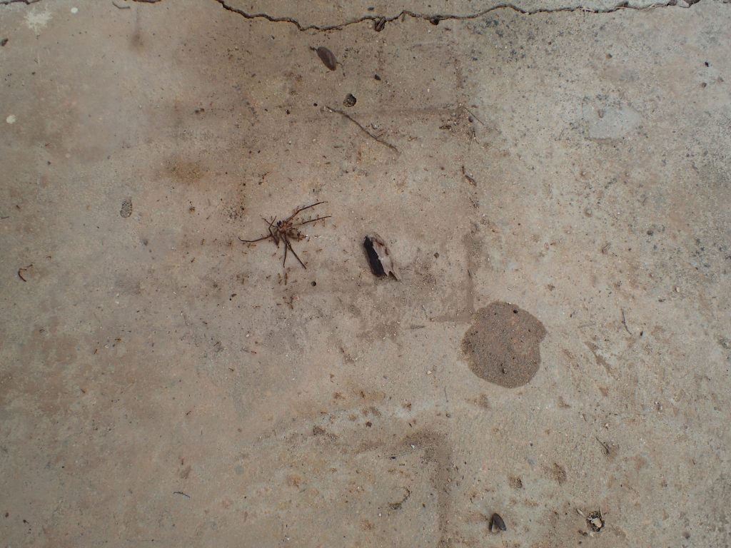 コンクリートの地面でアリが何かに群がっている場面に遭遇した