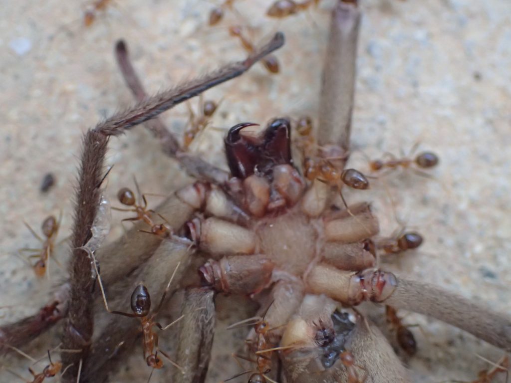 仰向けにひっくり返って息を引き取ったアシダカグモに群がるアシナガキアリ