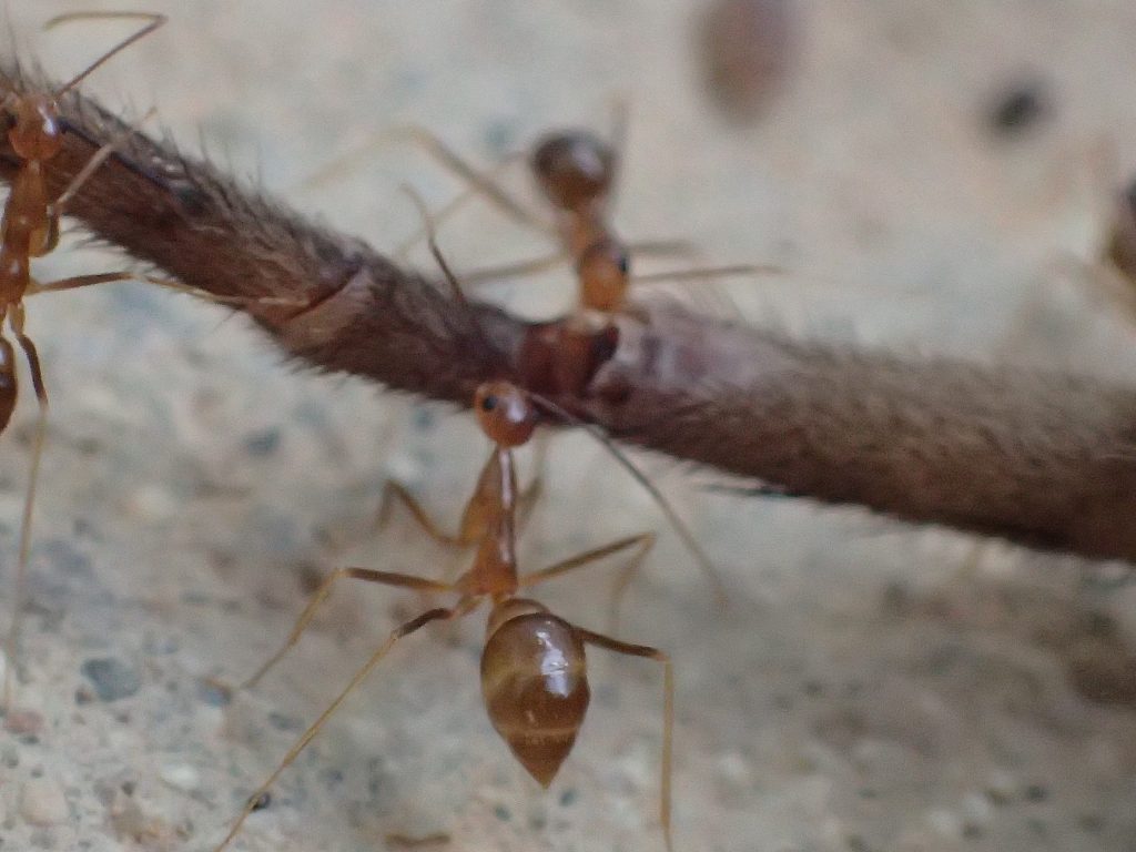 次々と現れて食らいつく赤い蟻（アシナガキアリ）