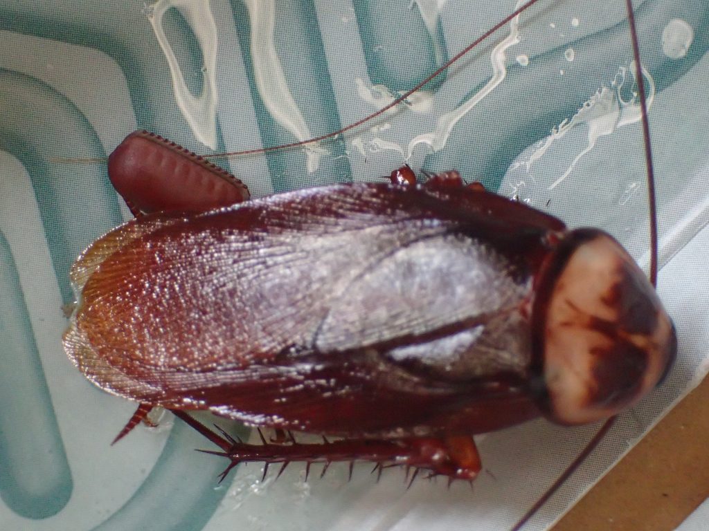 成虫のワモンゴキブリは卵・卵鞘を抱えたメスだったようだ