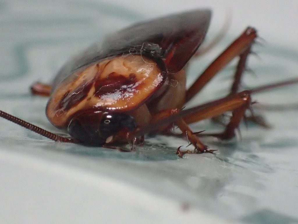 頭部・顔面から粘着シートに張り付いて身動きがとれない害虫ゴキブリ