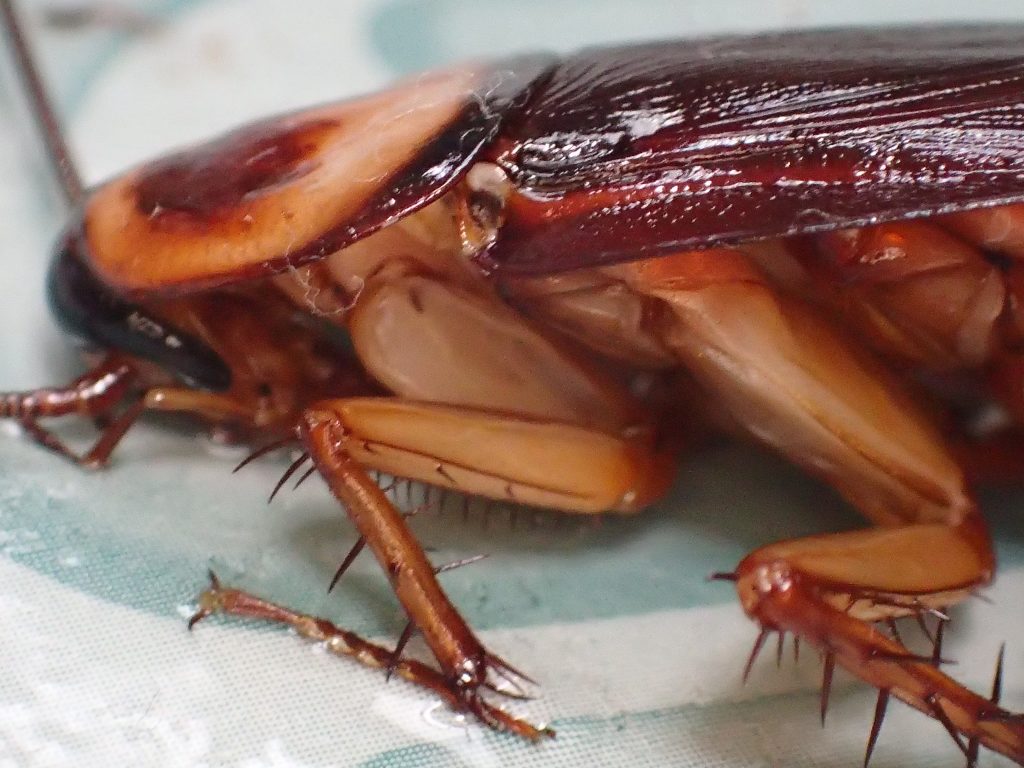 頭部・顔面から粘着シートに張り付いて身動きがとれない害虫ゴキブリ