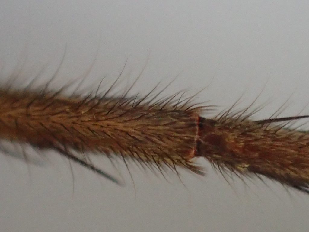 体毛、目や牙（キバ）まで全てキレイに脱ぎ捨てられたアシダカグモの脱皮殻
