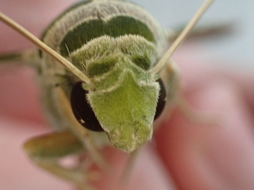 ガ（蛾）の一種である緑色の迷彩柄がキレイなウンモンスズメの写真