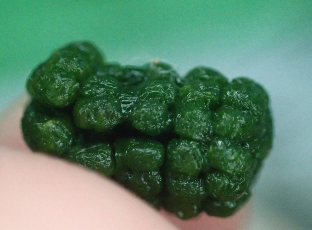 緑色をしたキョウチクトウスズメのウンチ糞
