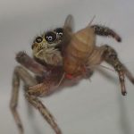 かわいい益虫”ハエトリグモ”を殺さないで！だって、憎き害虫”ショウジョウバエ”を狩りで捕獲して駆除する蜘蛛だから！