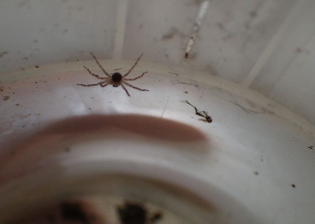 蚊とりん内部に潜んでいた小さなアシダカグモの子供