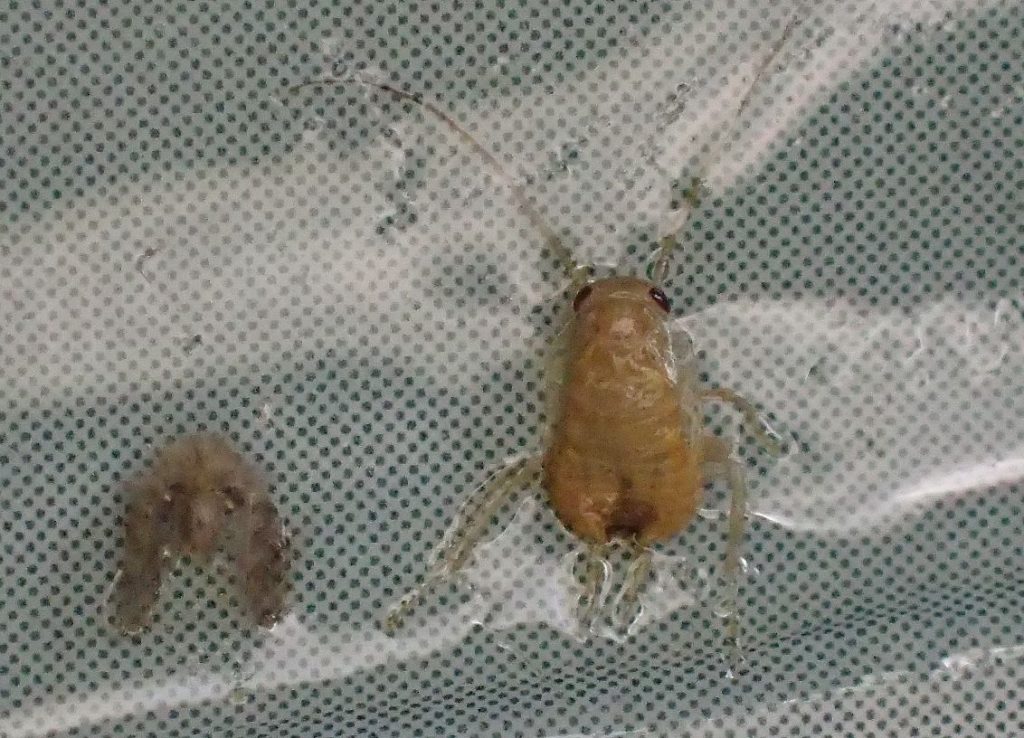 ゴキブリの赤ちゃんらしき小さな虫が1匹だけ掛かっていた