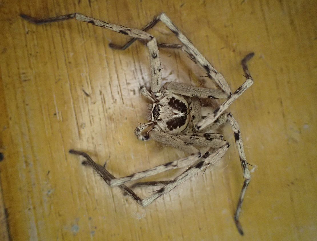 ゴキブリの天敵（通称”軍曹”）アシダカグモのアップ写真