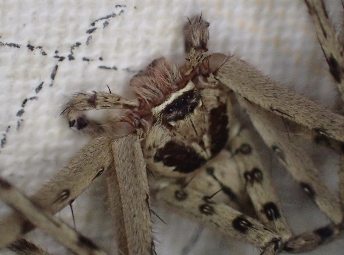ゴキブリの天敵（通称”軍曹”）アシダカグモのアップ写真