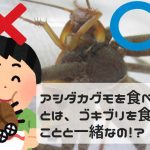［悲報？］アシダカグモを食べないで！バラエティ番組の企画でゴキブリの天敵、”軍曹”を料理して食べるシーンに衝撃を受ける！