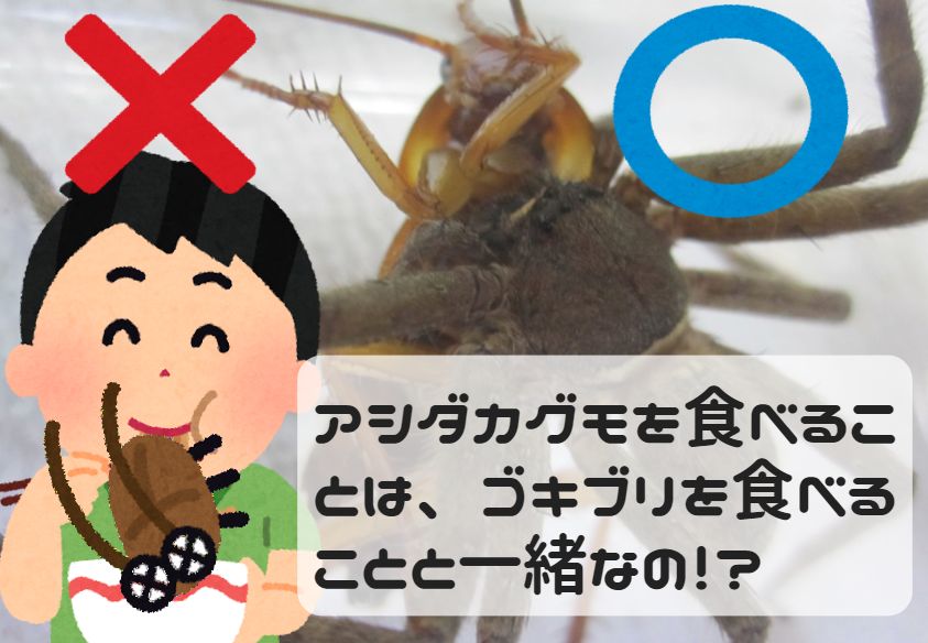アシダカグモを食べるのは、ゴキブリを食べるのと一緒！？
