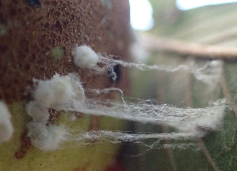 粘り気のある糸を引く害虫カイガラムシ