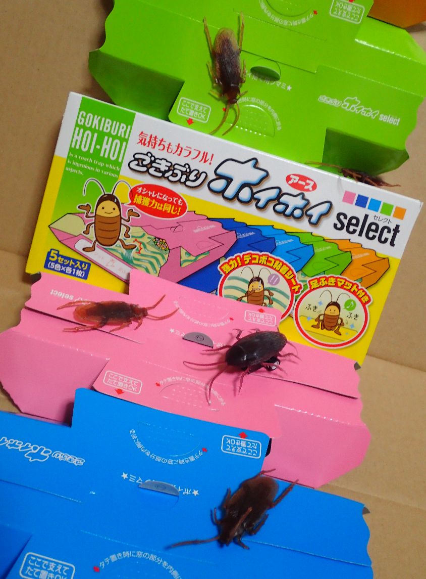 ドッキリ・ジョークズッズのオモチャ”イミテーションゴキブリ”と一緒に撮影
