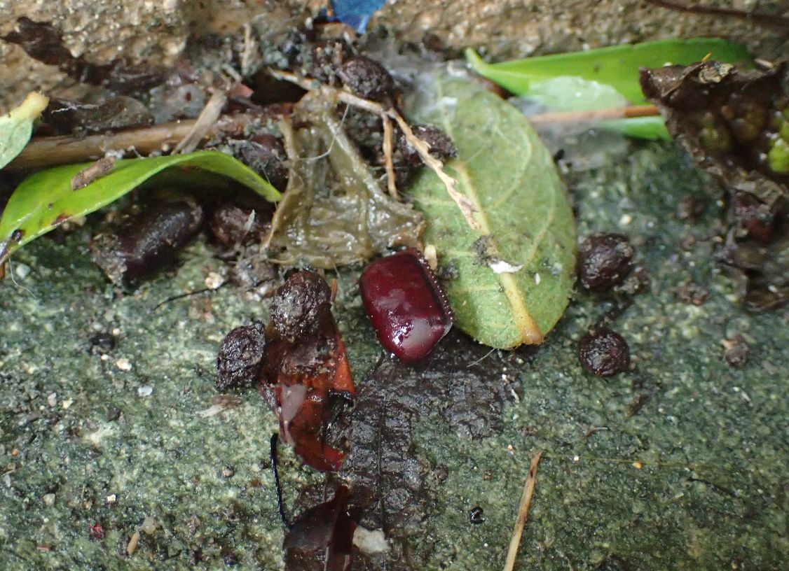 台風通過直後、落ち葉の下にゴキブリが産み落とした卵を発見