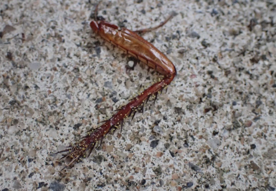 台風通過直後、ゴキブリの脚が落ちていた