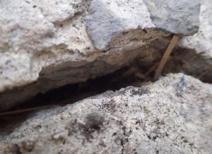 地面のヒビ割れの中に蟻やゴキブリが隠れ潜んでいる