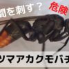 お尻がオレンジ色で体が黒いハチ（蜂）の名前はツマアカクモバチ！その正体はゴキブリの天敵アシダカグモを捕食する狩りの名人！
