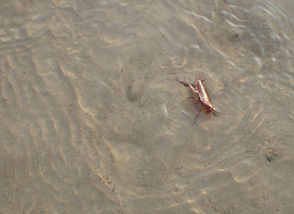 海に浮かんで足をジタバタ指せるゴキブリ