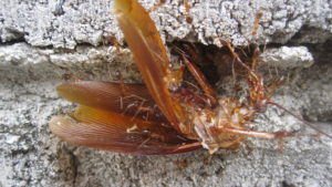 ゴキブリの死骸を巣に運ぶアリの大群